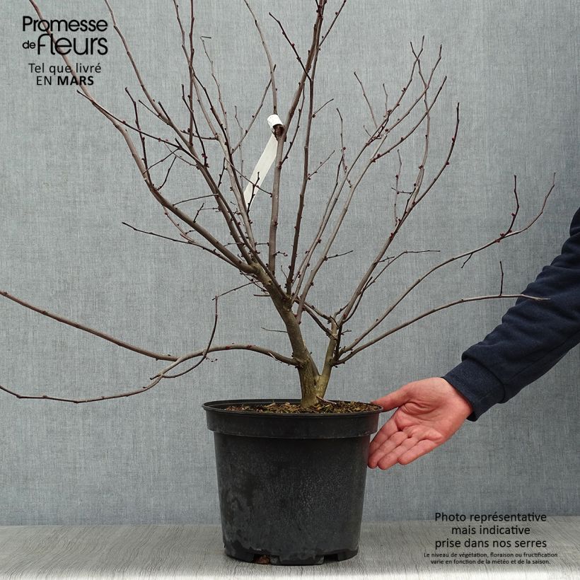 Example of Cercis canadensis Hearts of Gold - Arbre de Judée doré Pot van 7,5 l/10 l as you get in hiver