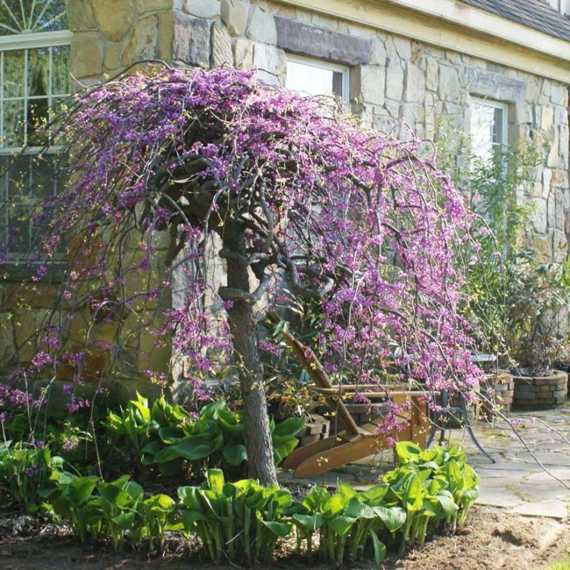 Cercis canadensis Lavender Twist - Amerikaanse Judasboom (Flowering)