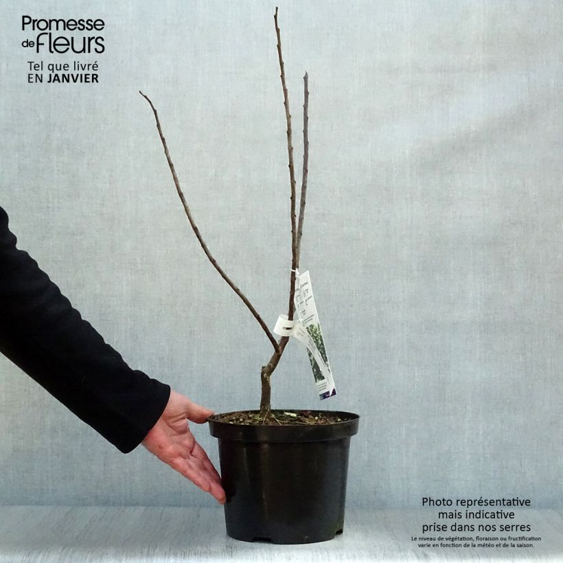 Example of Cercis canadensis Little Woody - Gainier du Canada Pot van 3 l/4 l as you get in hiver