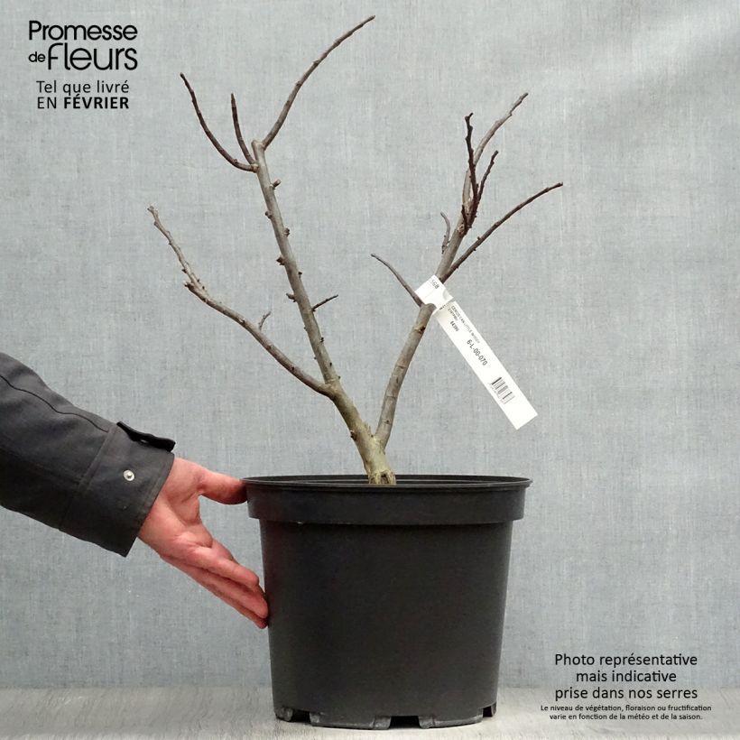 Example of Cercis canadensis Little Woody - Gainier du Canada Pot van 6 l/7 l as you get in hiver