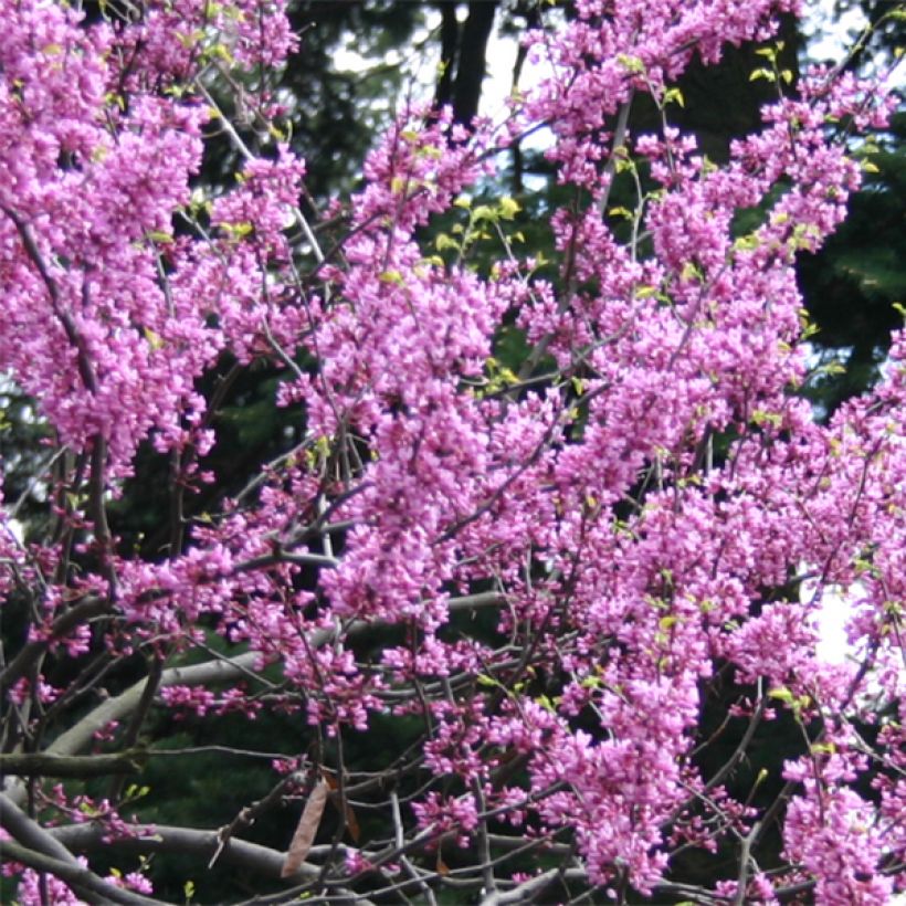 Cercis canadensis Melon Beauty - Amerikaanse Judasboom (Flowering)