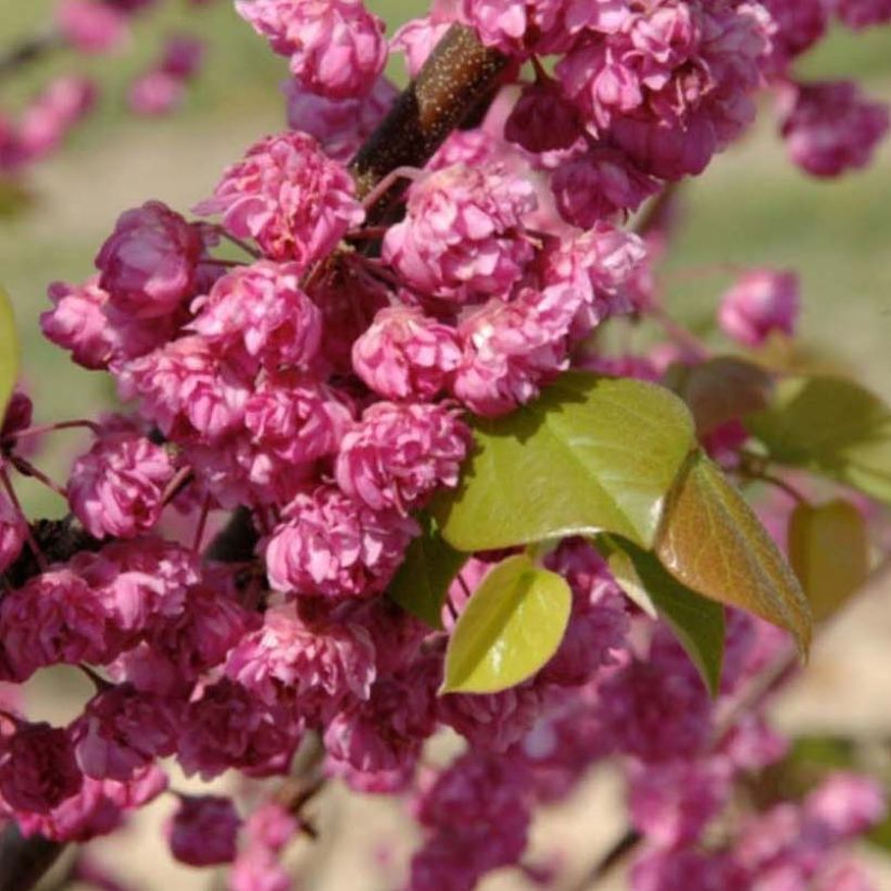 Cercis canadensis Pink Pom Poms - Amerikaanse Judasboom (Flowering)