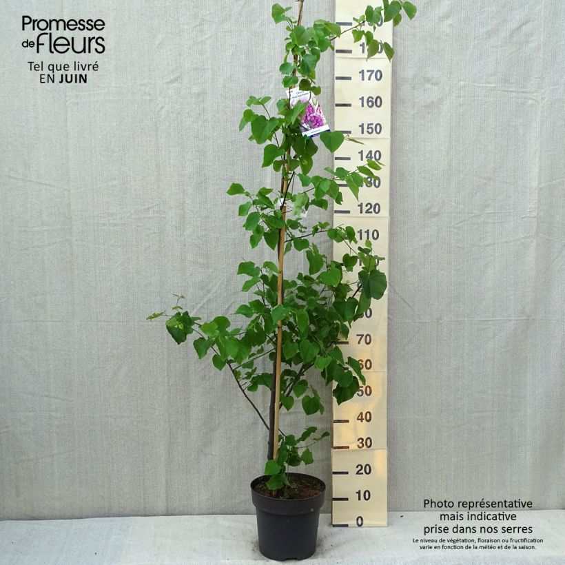 Exemplaar van Cercis canadensis Pink Pom Poms - Amerikaanse Judasboom Pot van 7,5 l/10 l zoals geleverd in de zomer