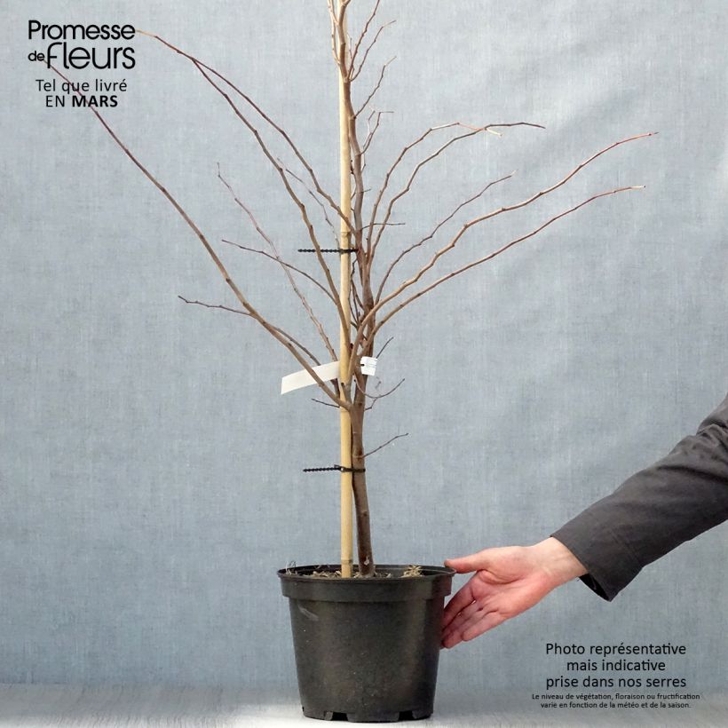 Example of Cercis canadensis The Rising Sun - Amerikaanse Judasboom Pot van 6 l/7 l as you get in printemps