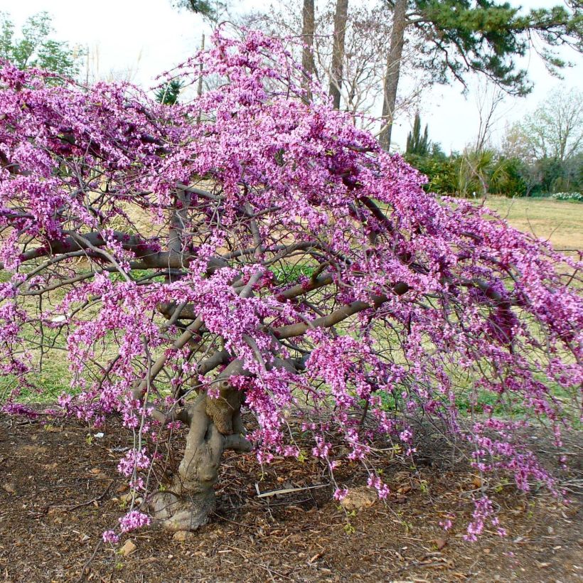 Cercis canadensis Traveller - Amerikaanse Judasboom (Plant habit)