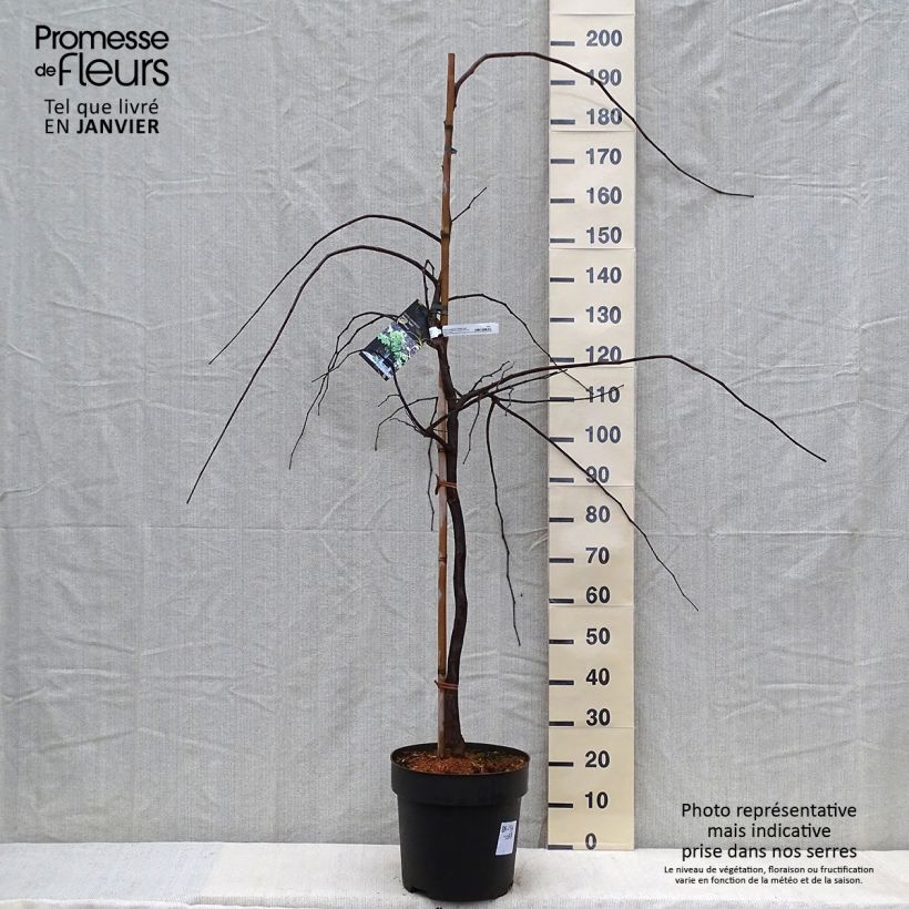 Example of Cercis canadensis Vanilla Twist - Gainier du Canada pleureur blanc Pot van 4 l/5 l as you get in hiver