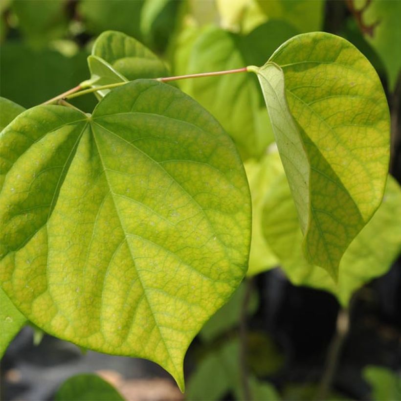 Cercis chinensis Avondale - Chinese judasboom (Foliage)