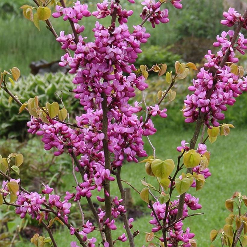 Cercis chinensis Avondale - Chinese judasboom (Flowering)
