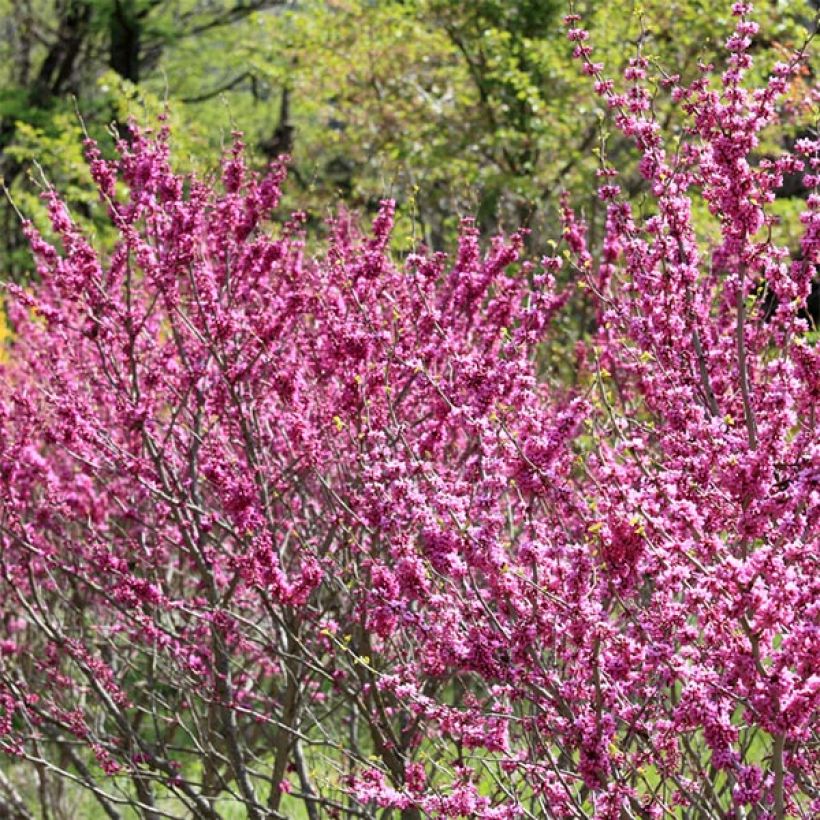Cercis chinensis Avondale - Chinese judasboom (Plant habit)