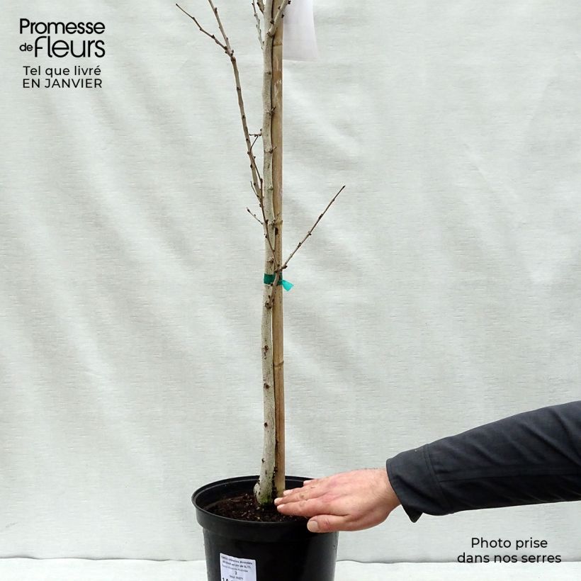 Example of Cercis chinensis Avondale - Arbre de Judée Pot van 4 l/5 l as you get in hiver