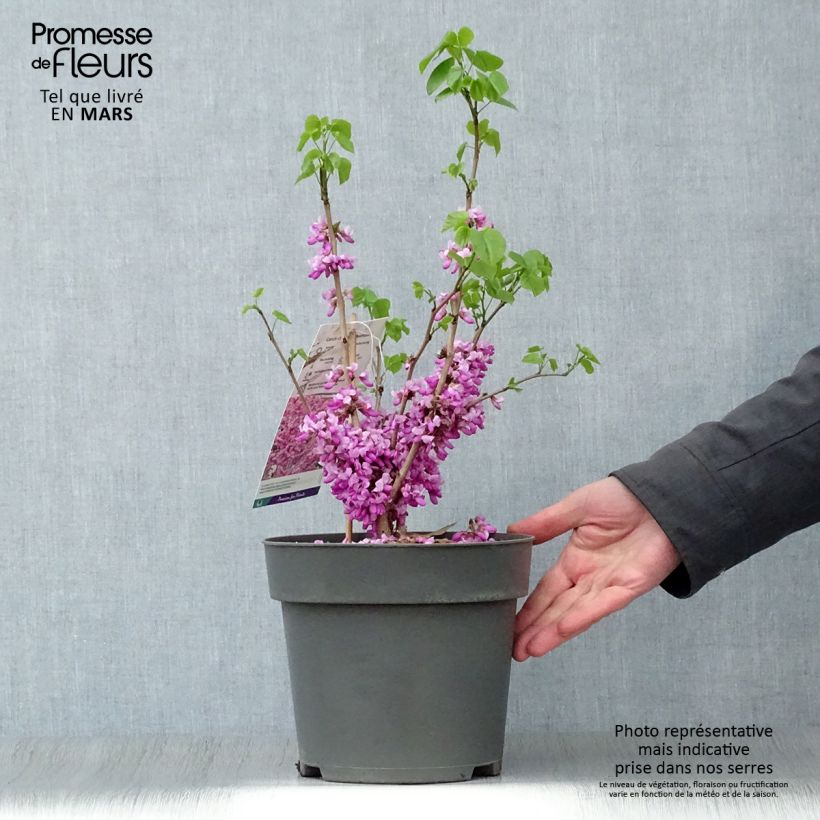 Exemplaar van Cercis chinensis Avondale - Chinese judasboom Pot van 4 l/5 l zoals geleverd in de lente