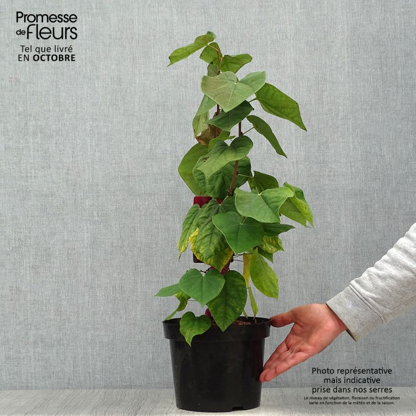 Exemplaar van Cercis chinensis Avondale - Chinese judasboom Pot van 4 l/5 l zoals geleverd in de herfst