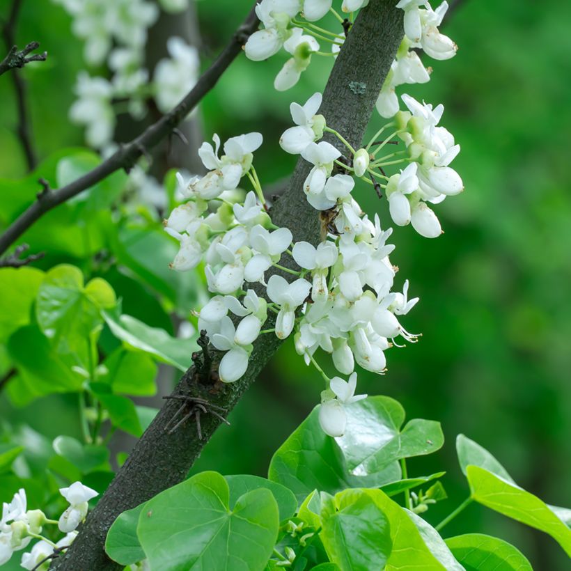 Cercis chinensis Shirobana - Chinese judasboom (Bloei)