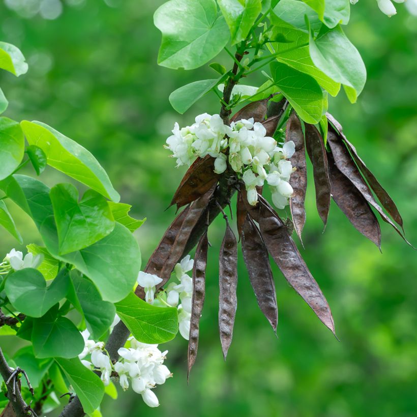 Cercis chinensis Shirobana - Chinese judasboom (Oogst)