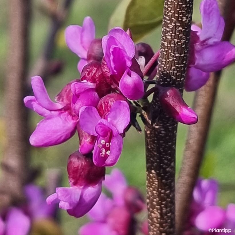 Cercis griffithii Blue Lagoon - Judasboom (Bloei)