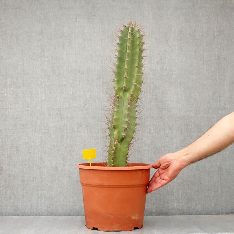 Example of Cereus peruvianus - Cierge du Pérou Pot van 12 l/15 l as you get in hiver