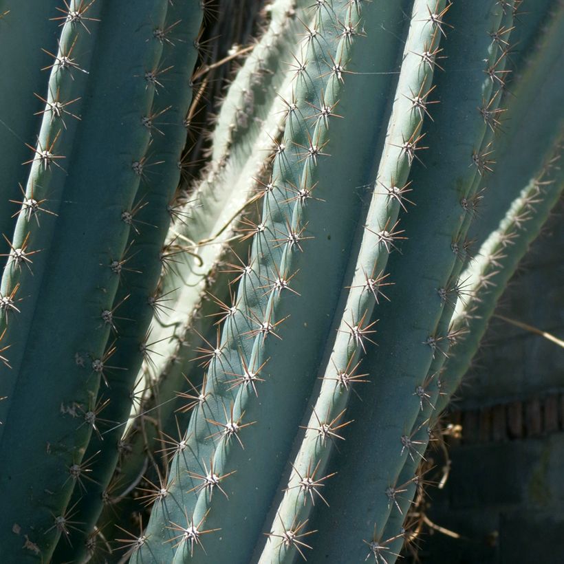 Cereus peruvianus - Zuilcactus (Blad)