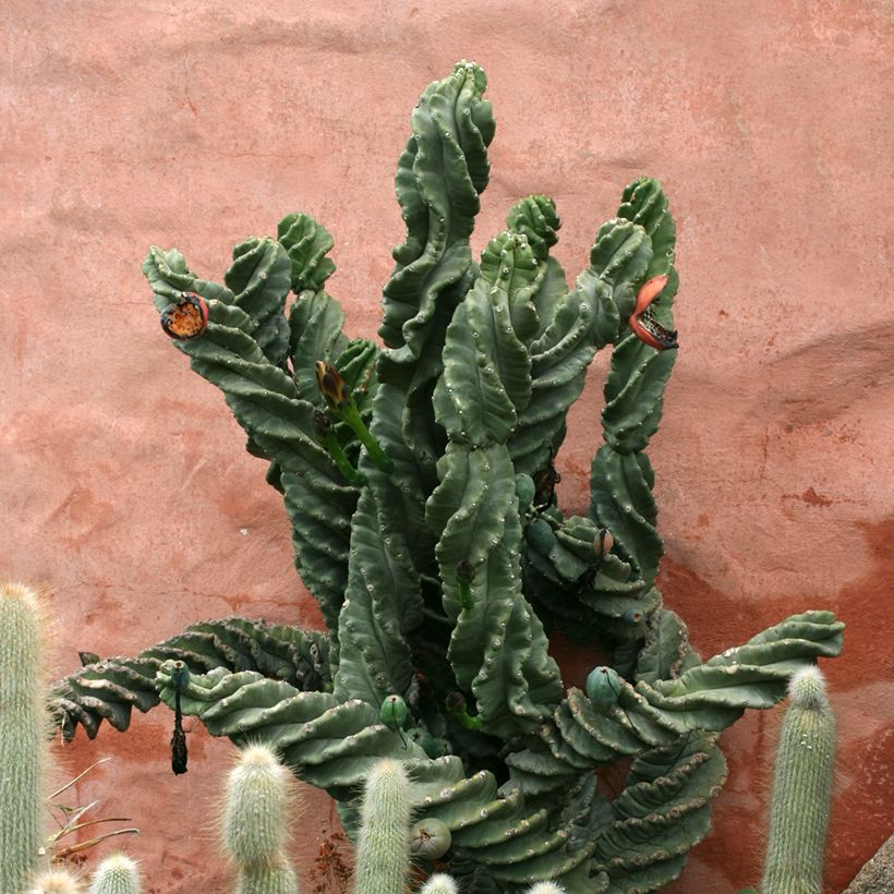 Cereus forbesii Spiralis - Spiraalcactus (Groeiplaats)