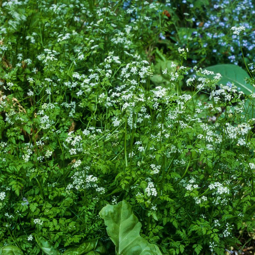 Kervel BIO Ferme de Sainte Marthe - Anthriscus cerefolium (Groeiplaats)