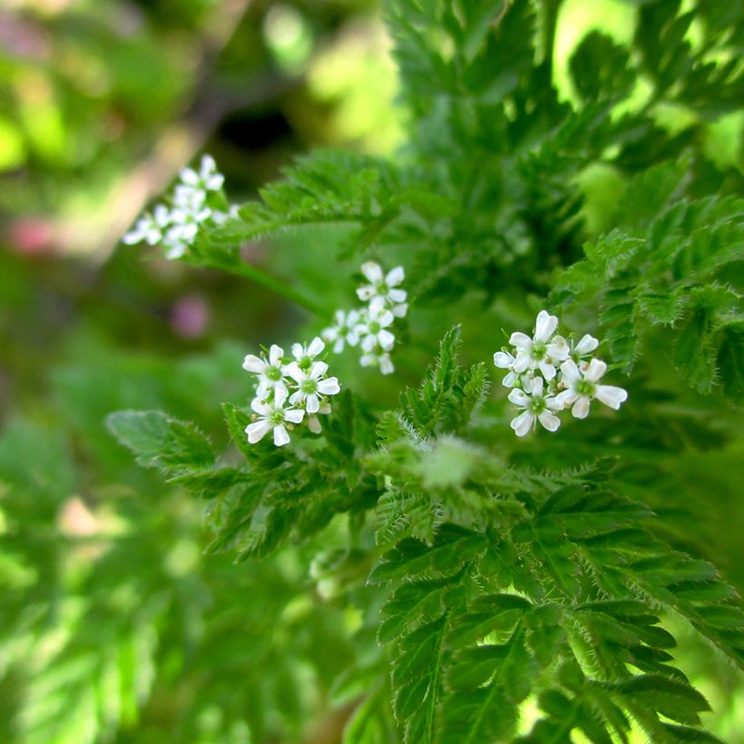 Echte kervel Vilmorin - Anthriscus cerefolium (Bloei)