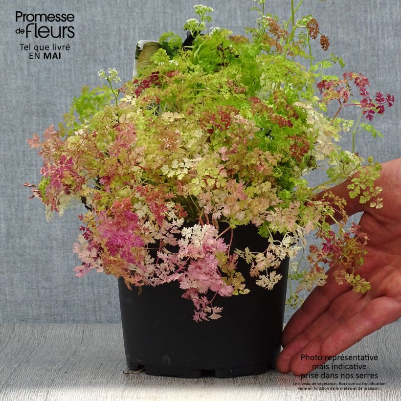 Exemplaar van Kervel - Anthriscus cerefolium (jonge planten) Pot van 1,5 l/2 l zoals geleverd in de lente
