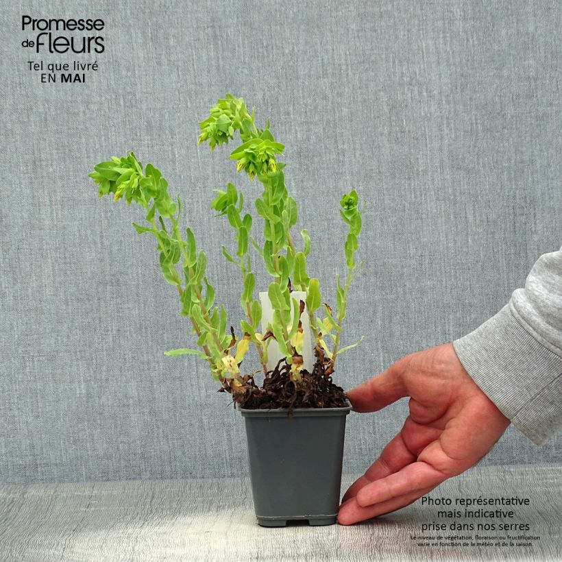 Exemplaar van Cerinthe glabra - glanshoningkruid Kweekpotje van 8/9 cm zoals geleverd in de lente