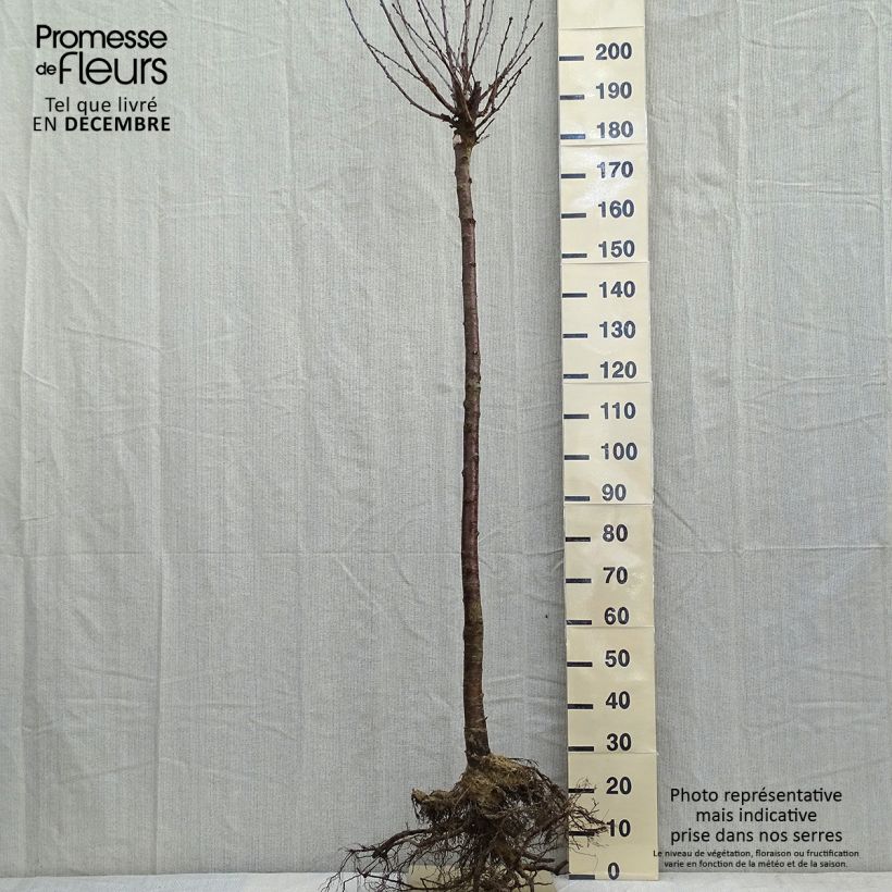 Exemplaar van Vroege Engelse zure kers Naakte wortel, Half-hoge stam zoals geleverd in de winter