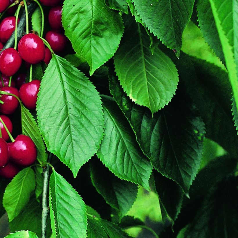 Zure kers Belle Magnifique Georges Delbard (Blad)