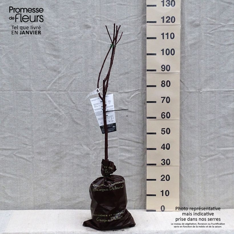 Exemplaar van Zure kers Belle Magnifique Georges Delbard Plantklare kluit, Kelkvormig zoals geleverd in de winter