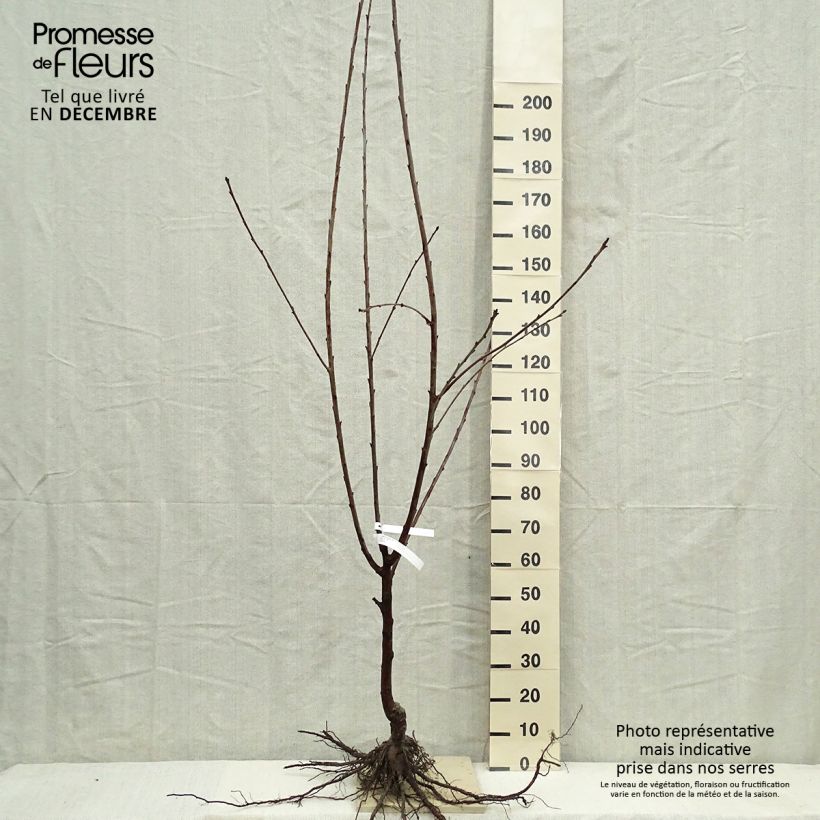 Exemplaar van Zoete kers Bigarreau Burlat Naakte wortel, Kelkvormig zoals geleverd in de winter