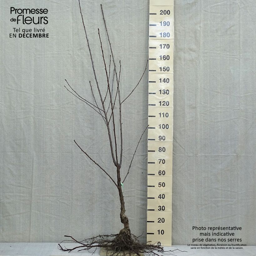 Exemplaar van Zoete kers Duivenhart Naakte wortel, Kelkvormig zoals geleverd in de winter