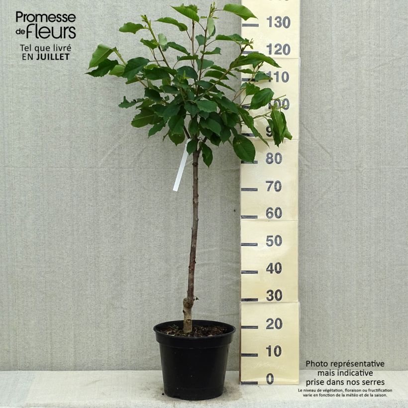 Exemplaar van Zoete kers Hedelfinger Pot van 7,5 l/10 l, Kelkvormig zoals geleverd in de zomer