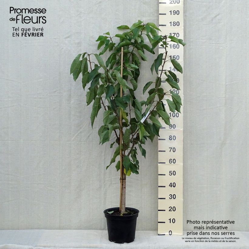 Exemplaar van Zoete kers Bigarreau Moreau Pot van 7,5 l/10 l, Kelkvormig zoals geleverd in de herfst