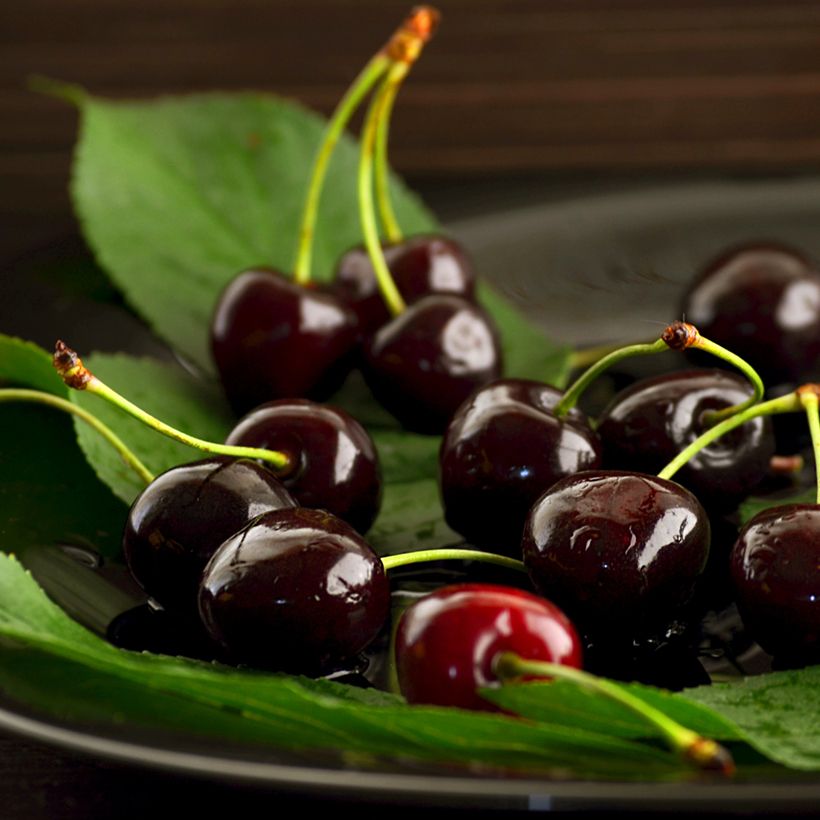 Zoete kers Bigarreau Noir (Oogst)