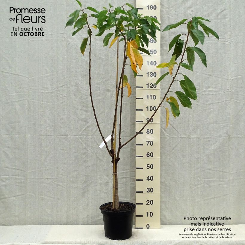 Exemplaar van Kers Bigarreau Reverchon Pot van 7,5 l/10 l, Kelkvormig zoals geleverd in de herfst