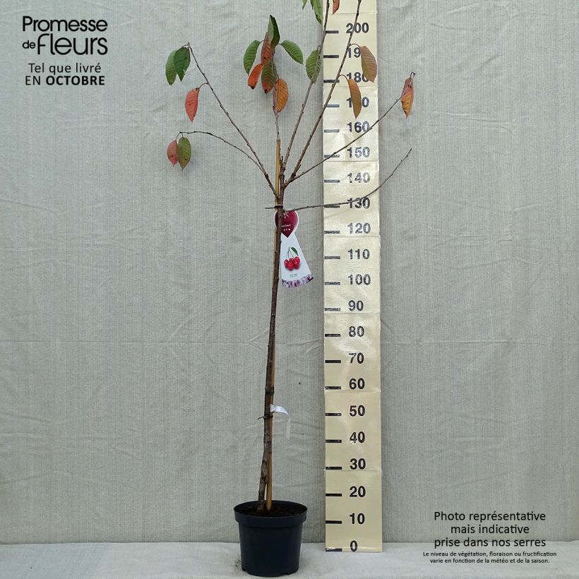 Exemplaar van Kers Sunburst Pot van 7,5 l/10 l, Half-hoge stam zoals geleverd in de herfst