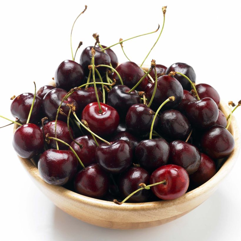 Kers Bigarreau van Sint-Jan (Oogst)