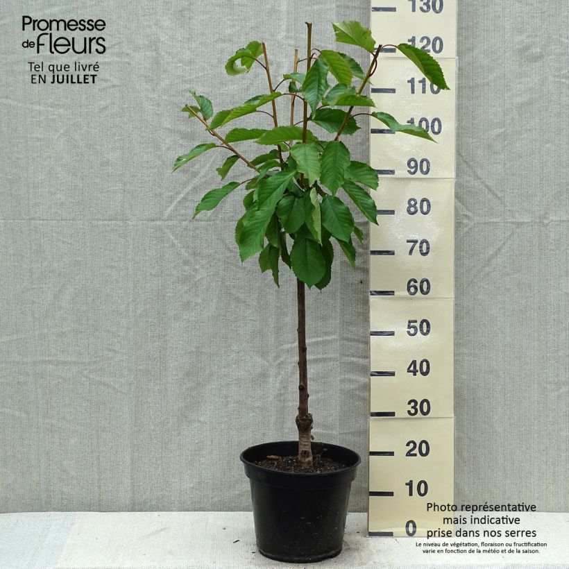 Exemplaar van Zoete kers Early Rivers Pot van 7,5 l/10 l, Kelkvormig zoals geleverd in de zomer