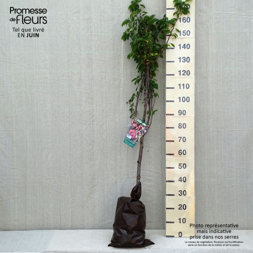 Exemplaar van Zure kers Allegria Delbard Plantklare kluit, Kelkvormig zoals geleverd in de lente