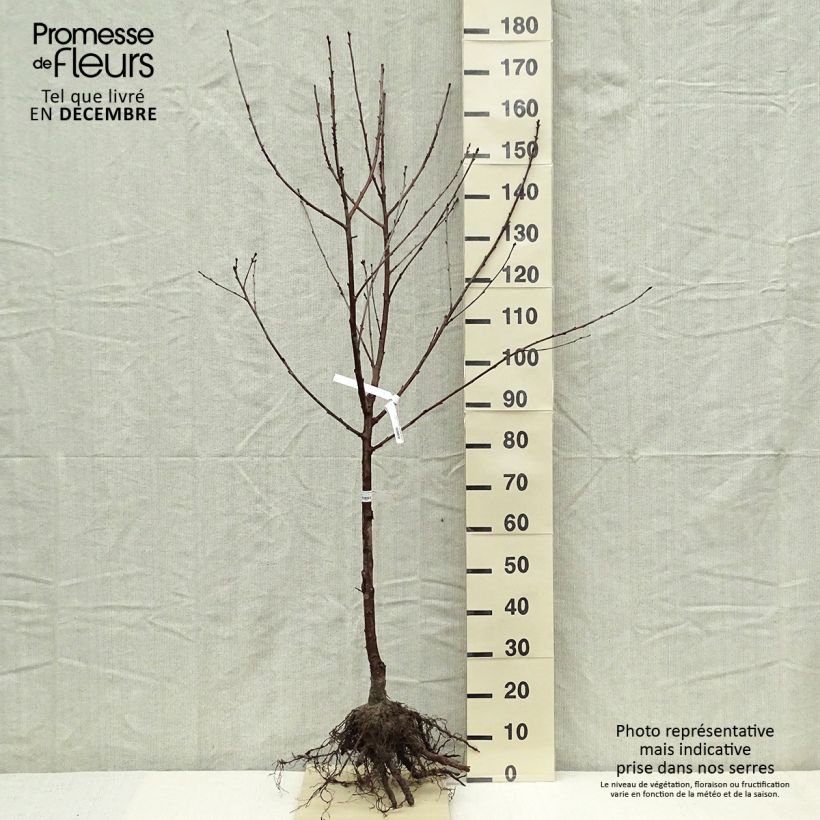 Exemplaar van Zure kers Allegria Delbard Naakte wortel, Kelkvormig zoals geleverd in de winter