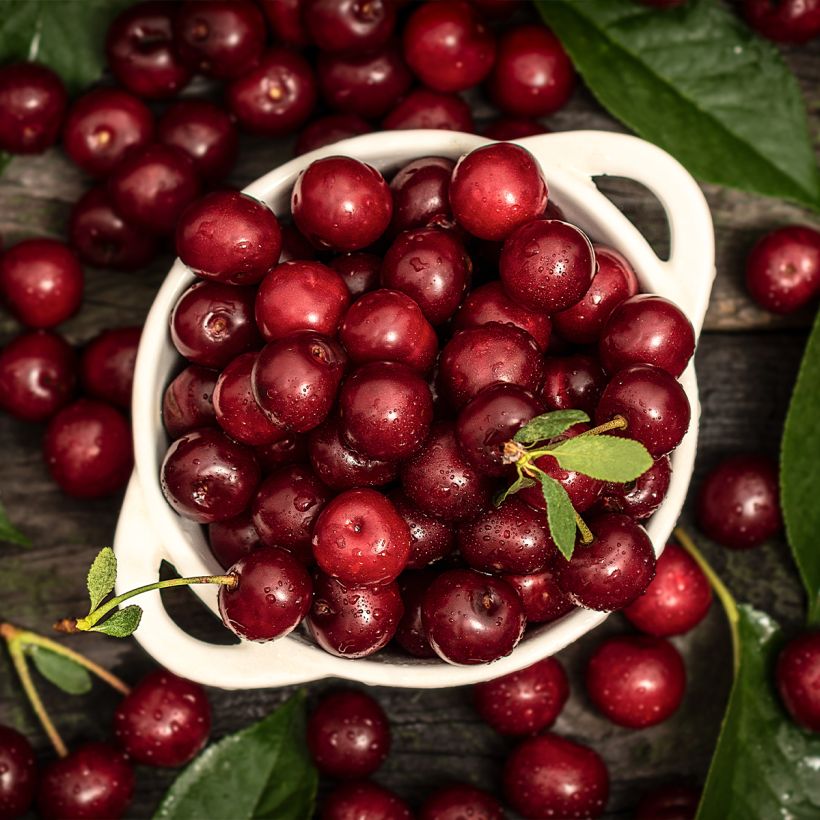 Zuilvormige zure kers Shangai (Oogst)