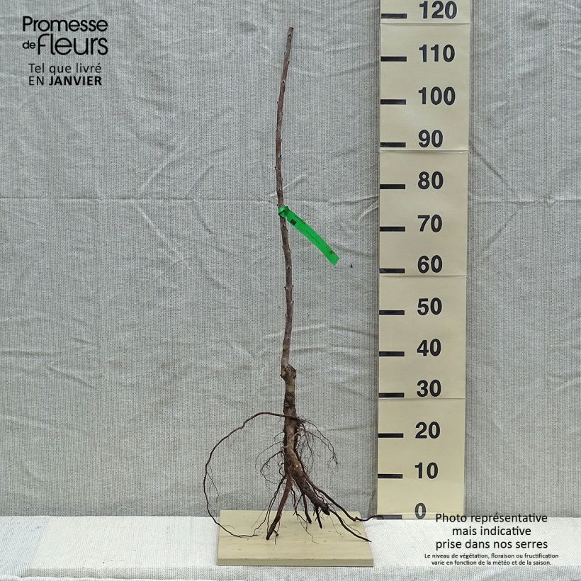 Exemplaar van Zoete kers Rainier Naakte wortel, Onderstam zoals geleverd in de winter