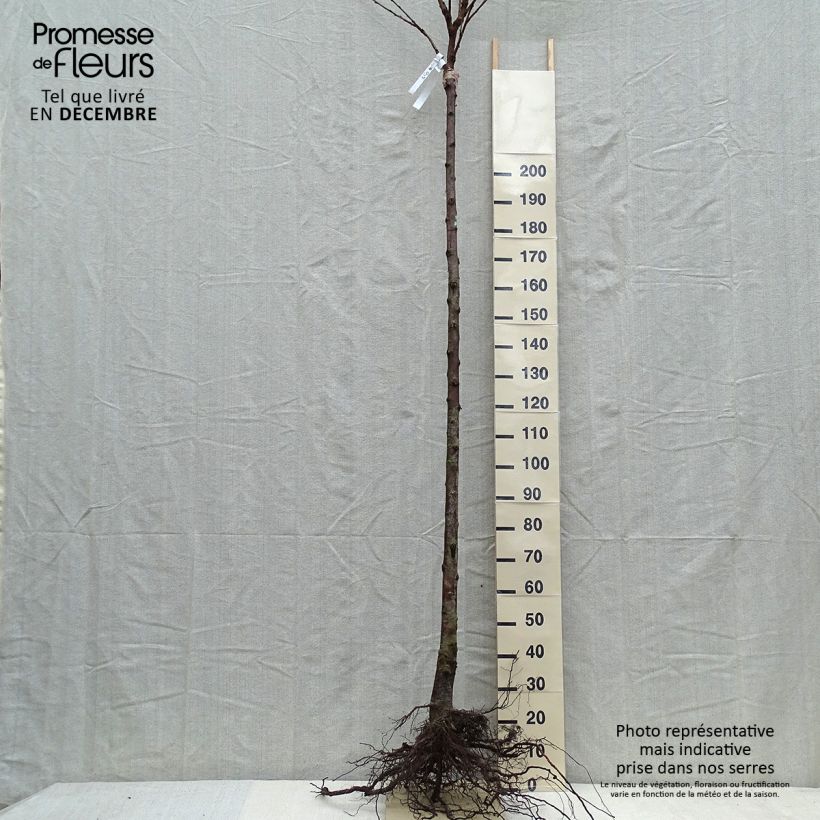 Exemplaar van Zoete kers Schneiders Späte Knorpelkirsche Naakte wortel, Kelkvormig zoals geleverd in de winter