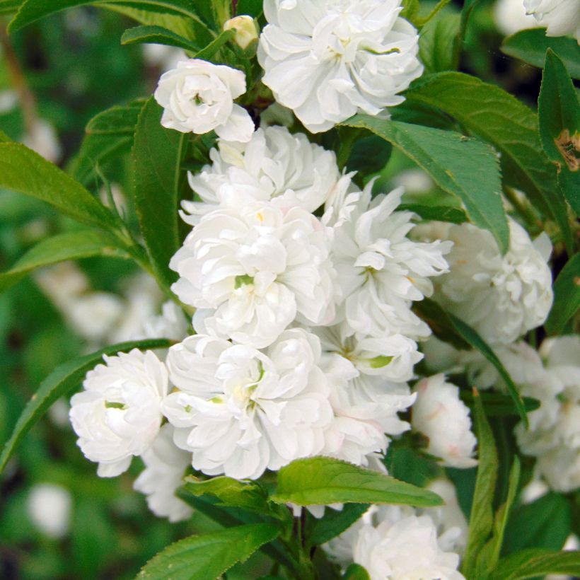 Prunus glandulosa Alba Plena - Witte amandel (Flowering)