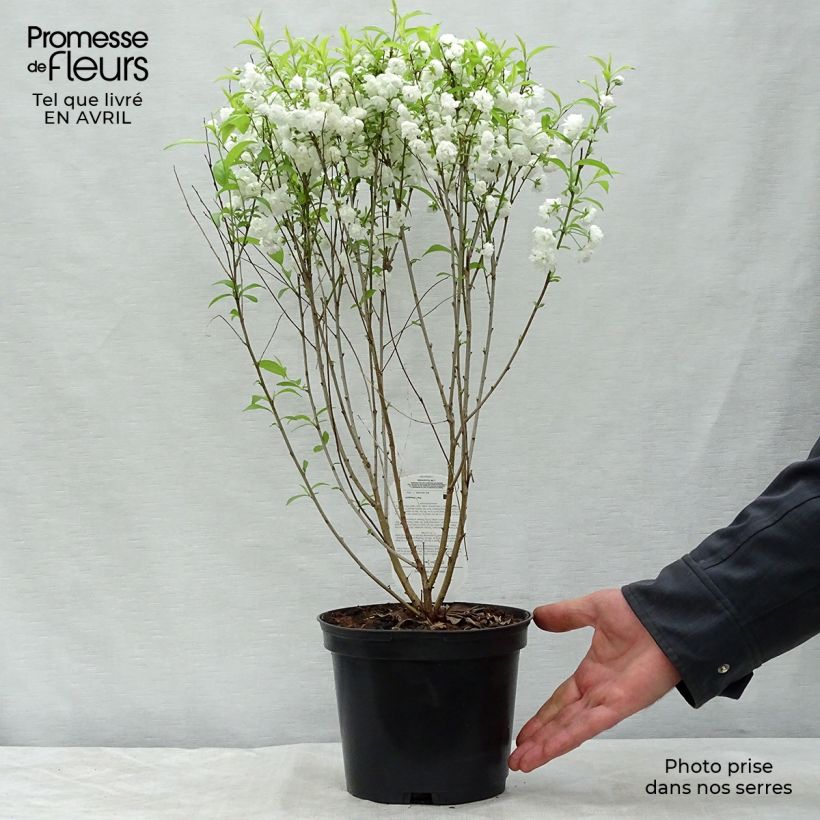 Exemplaar van Prunus glandulosa Alba Plena - Witte amandel Pot van 2 l/3 l zoals geleverd in de lente