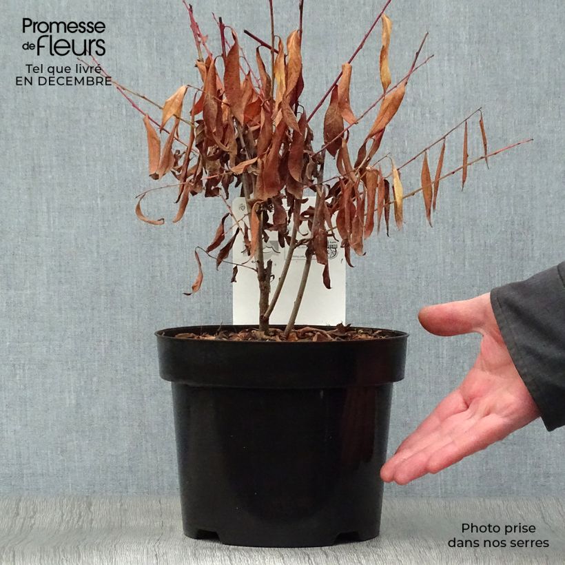 Example of Cerisier à fleur - Prunus glandulosa Alba Plena Pot van 2 l/3 l as you get in hiver