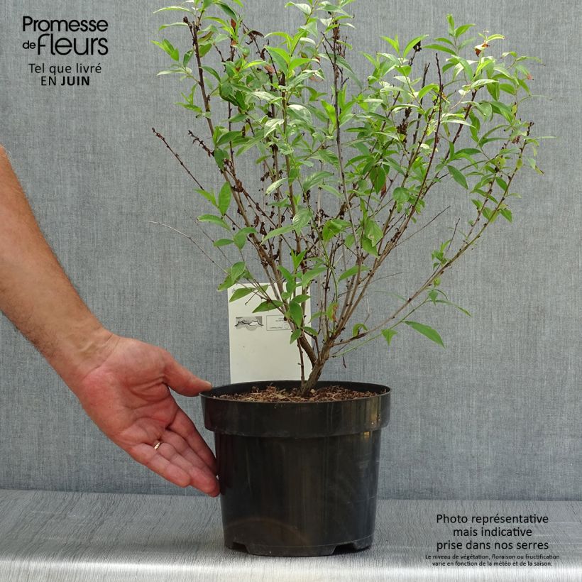 Exemplaar van Prunus glandulosa Alba Plena - Witte amandel Pot van 2 l/3 l zoals geleverd in de zomer