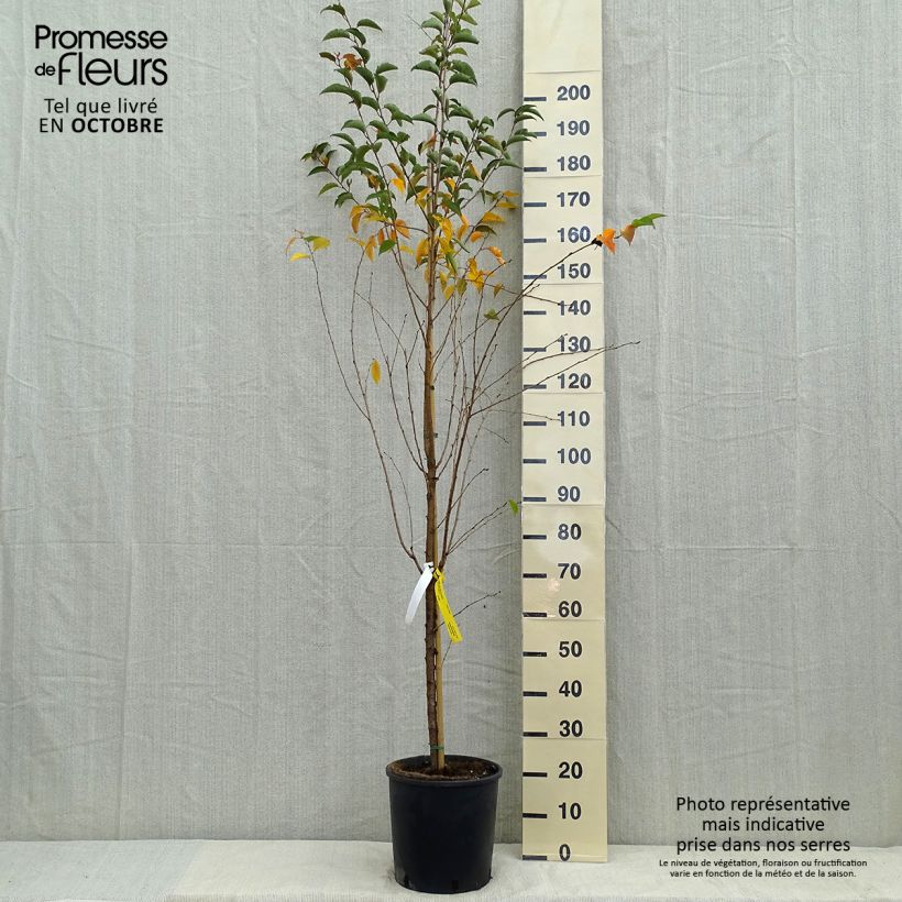 Exemplaar van Prunus Pandora - Winterbloeiende kers Pot van 12 l/15 l, Stengel zoals geleverd in de herfst