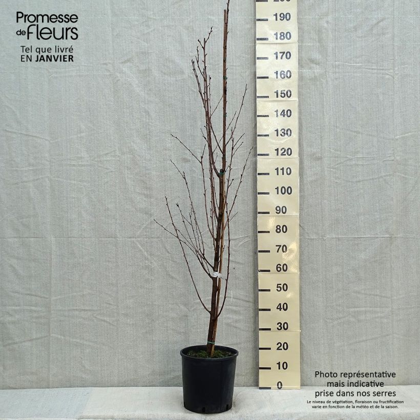 Example of Cerisier à fleurs - Prunus Umineko Pot van 12 l/15 l as you get in hiver