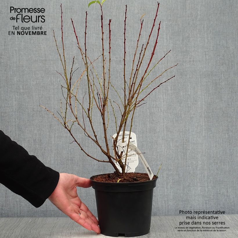 Exemplaar van Prunus glandulosa Rosea Plena - Witte amandel Pot van 3 l/4 l zoals geleverd in de herfst